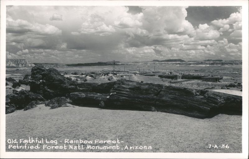 Old Faithful Log - Rainbow Forest - Petrified Forest Natl. Monument Arizona