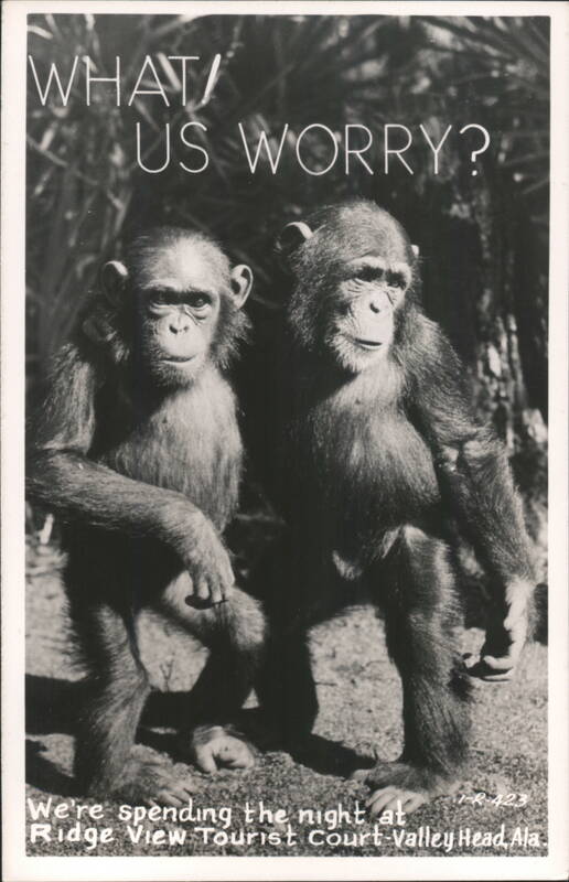 Two Chimpanzees with 'What Us Worry?' Caption