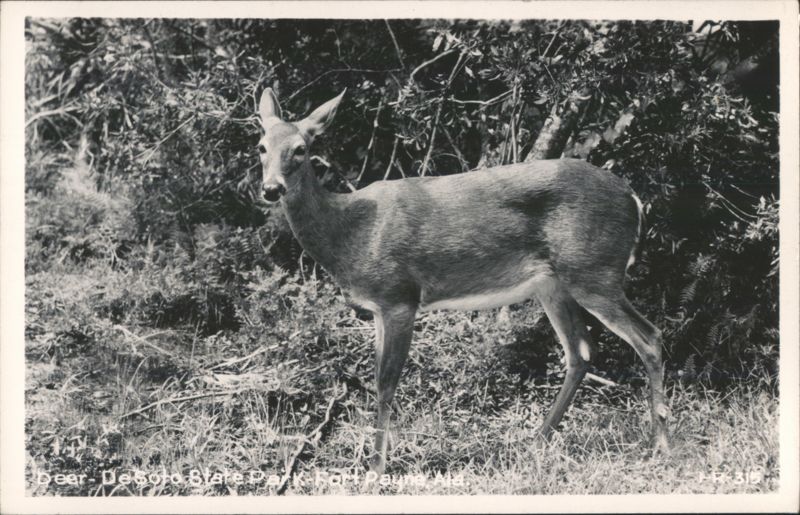 Deer at DeSoto State Park Fort Payne Alabama