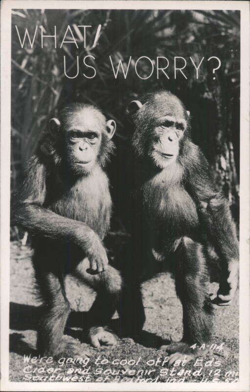 WHAT US WORRY? Two Chimpanzees Bedford Indiana