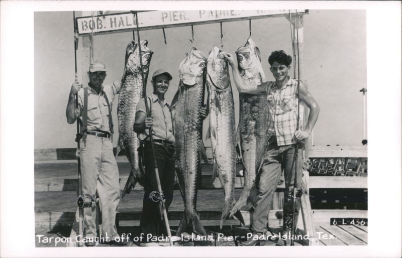 Tarpon Caught off Bob Hall Pier, Padre Island Corpus Christi Texas