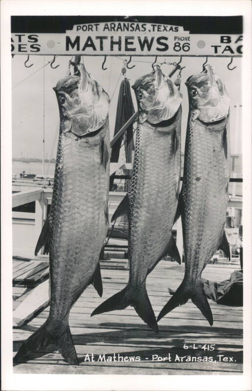 Three Tarpon Fish Hanging at Mathews, Port Aransas, Texas