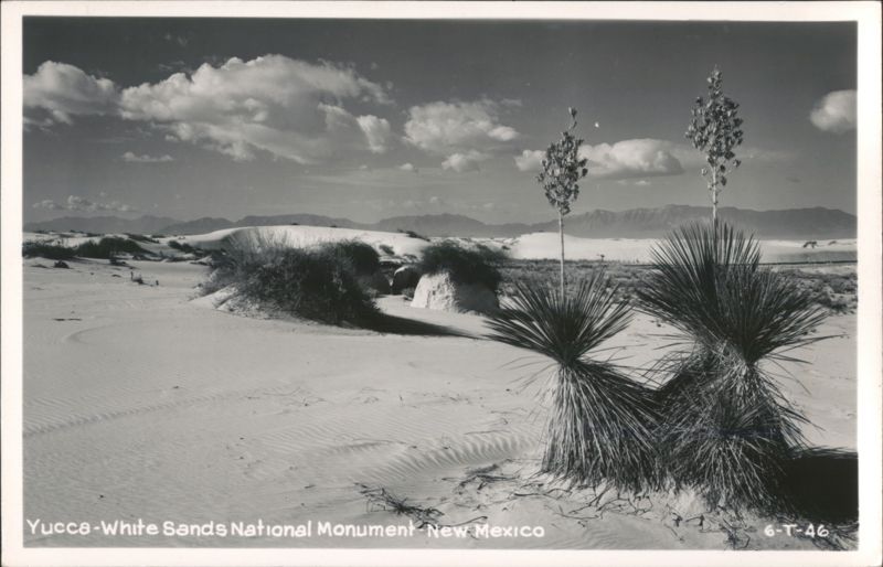 Yucca - White Sands National Monument New Mexico