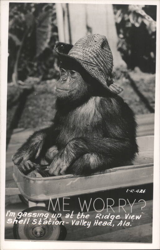 Chimpanzee in a straw hat at Ridge View Shell Station Valley Head Alabama