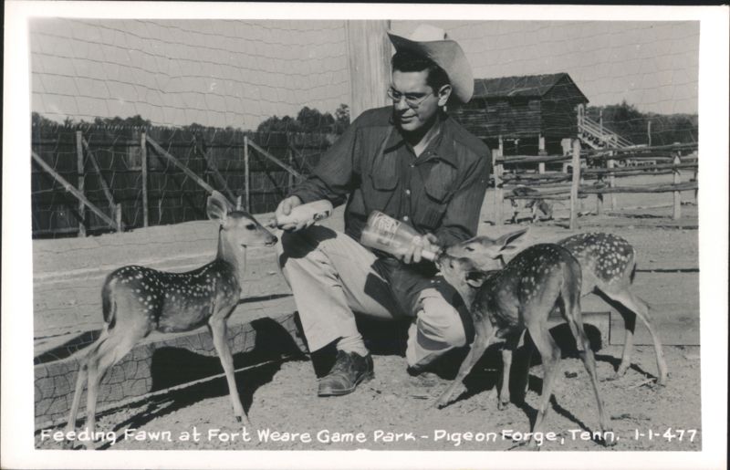 Man feeding fawns at Fort Weare Game Park, Pigeon Forge Tennessee