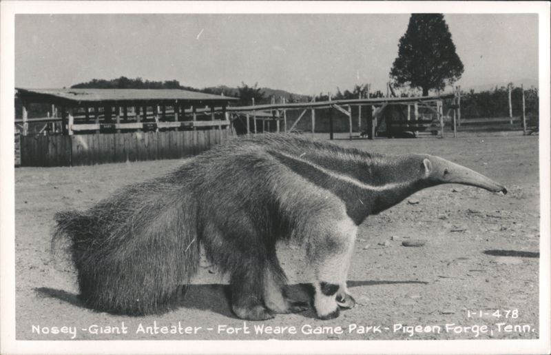 Nosey the Giant Anteater at Fort Weare Game Park, Pigeon Forge Tennessee