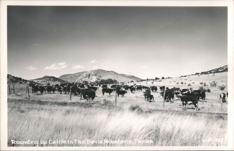 Rounding Up Cattle In The Davis Mountains Texas
