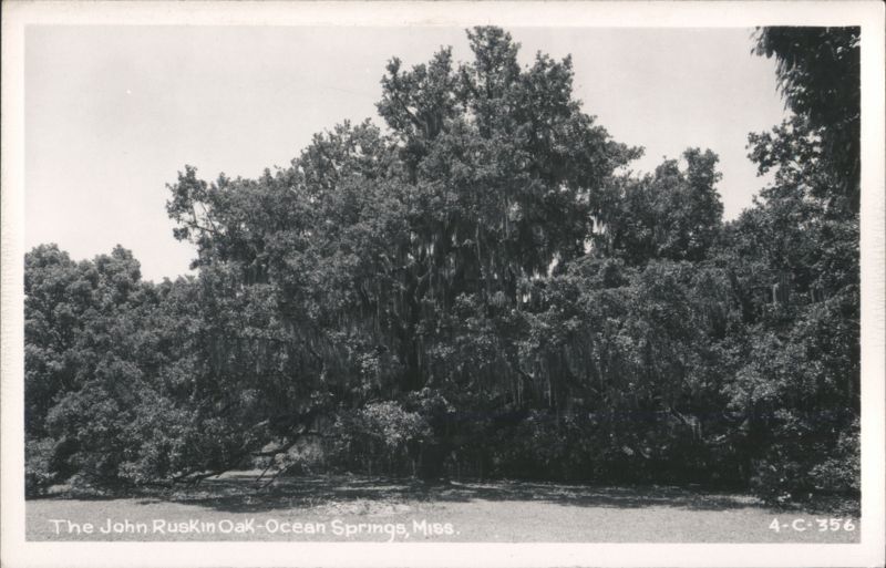 The John Ruskin Oak Ocean Springs Mississippi