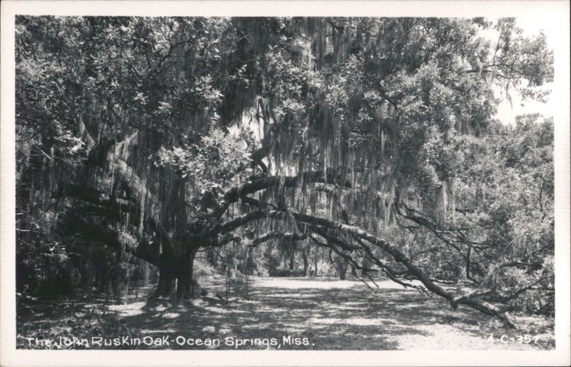 The John Ruskin Oak Ocean Springs Mississippi