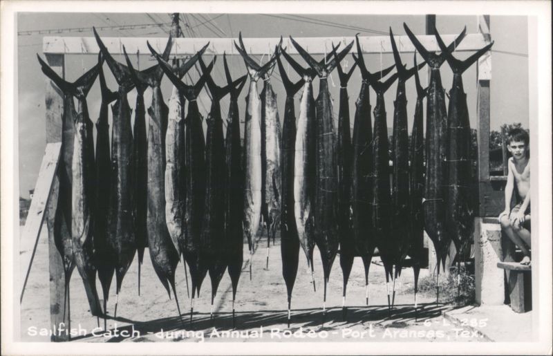 Sailfish Catch during Annual Rodeo in Port Aransas Texas