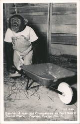 Beulah - 4 Year Old Chimpanzee at Fort Weare Game Park Postcard