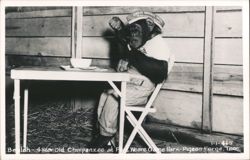 Beulah - 4 year old Chimpanzee at Ft. Weare Game Park Postcard
