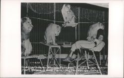 Gladys Gillem, World's Foremost Lady Lion Trainer, Fort Weare Game Park Postcard