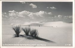 White Sands National Monument, New Mexico - Desert Dunes and Plants Postcard