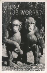WHAT US WORRY? Two Chimpanzees Postcard