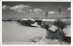 Yucca - White Sands National Monument Postcard