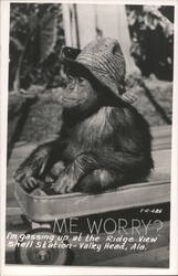 Chimpanzee in a straw hat at Ridge View Shell Station Postcard