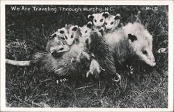 Opossum with Babies, We Are Traveling Through Murphy, N.C. Postcard