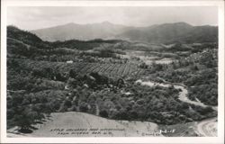Apple Orchards near Waynesville, from Pigeon Gap Postcard