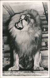 "Junior" - African Lion at Fort Weare Postcard
