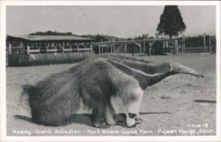 Nosey the Giant Anteater at Fort Weare Game Park, Pigeon Forge Postcard