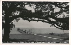 Sparkling Gulf of Mexico view with pier, framed by a large oak tree Postcard