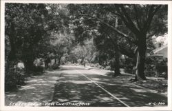 Street Scene, Tree-Lined Road Postcard