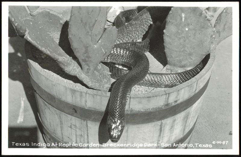 Texas Indigo Snake at Reptile Garden, Breckenridge Park San Antonio