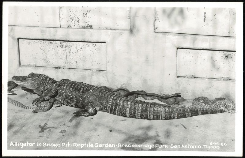 Alligator In Snake Pit - Reptile Garden - Breckenridge Park San Antonio Texas