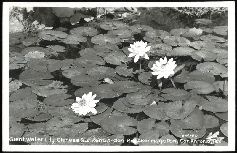 Giant Water Lily - Chinese Sunken Garden - Breckenridge Park San Antonio Texas
