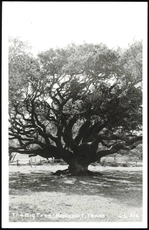 The Big Tree, Rockport Texas