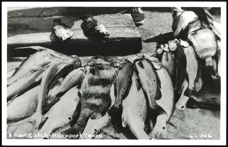 A Fair Catch - Freshly Caught Fish on Dock Rockport Texas