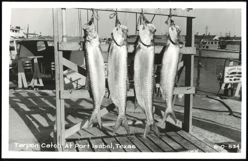 Tarpon Catch At Port Isabel, Texas