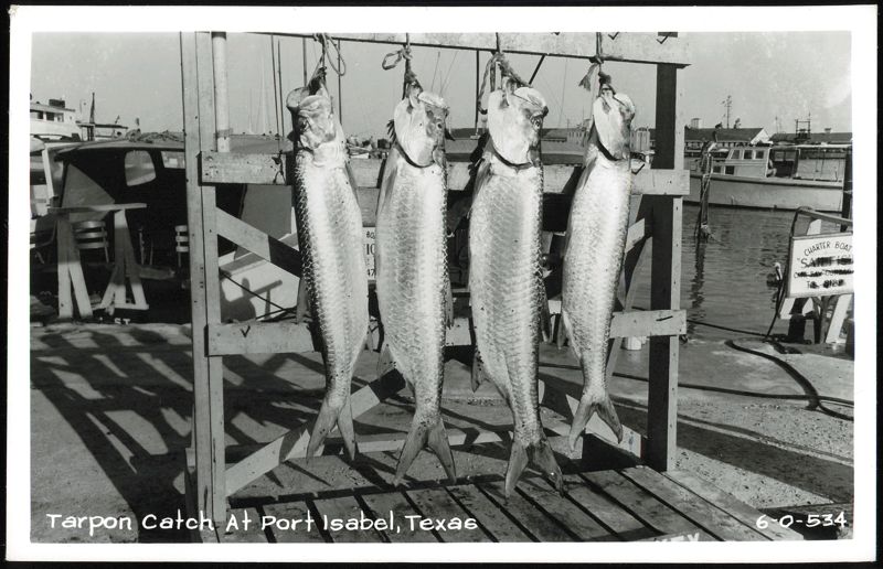 Tarpon Catch, Port Isabel Texas