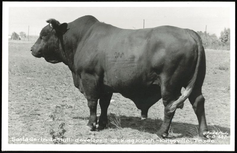 Santa Gertrude Bull - developed on King Ranch Kingsville Texas