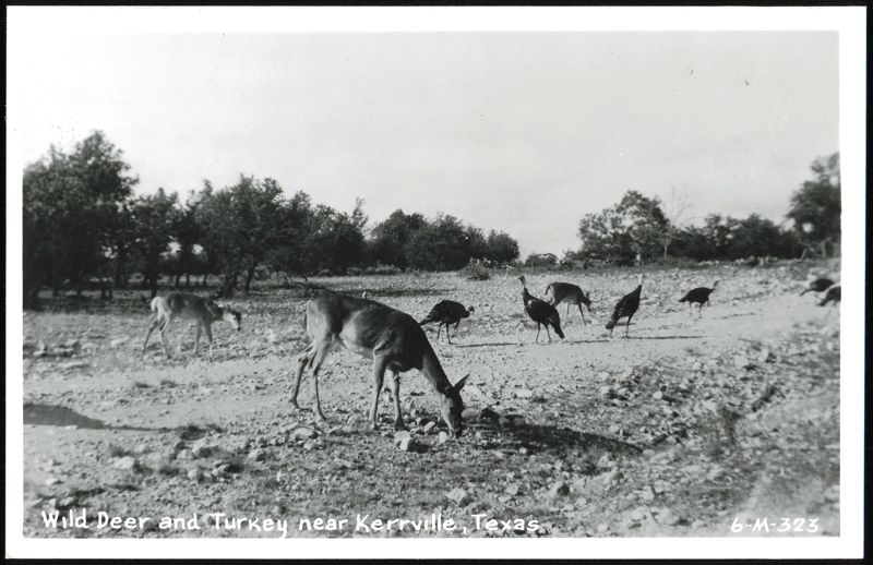 Wild Deer and Turkey near Kerrville, Texas
