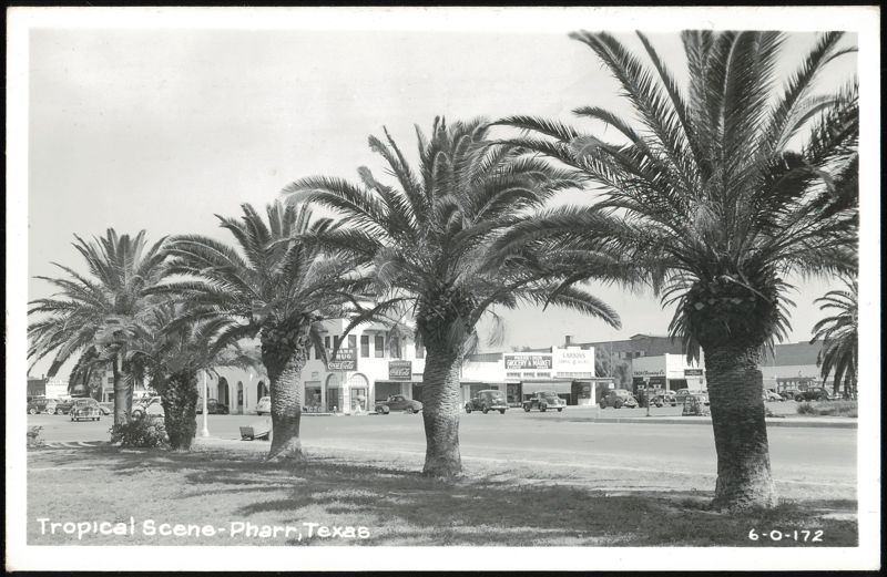 Tropical Scene with Palm Trees and Businesses Pharr Texas
