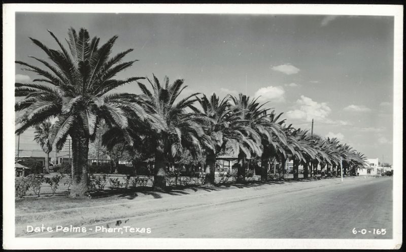 Row of Date Palms lining a street Pharr Texas