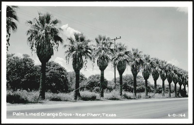 Palm Lined Orange Grove - Near Pharr Texas