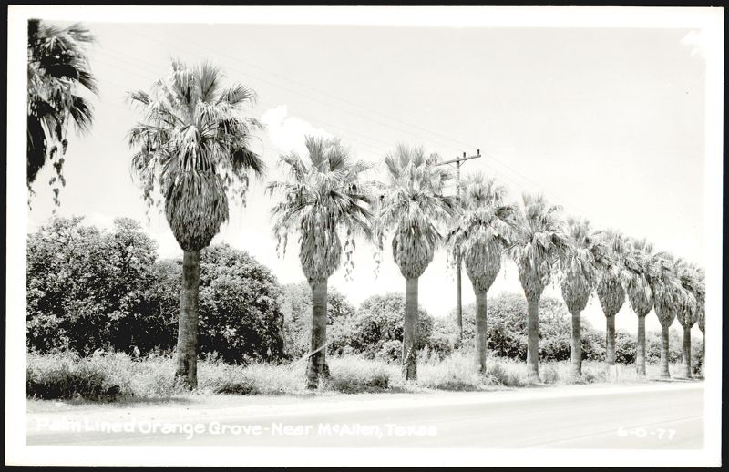 Palm Lined Orange Grove - Near McAllen Texas