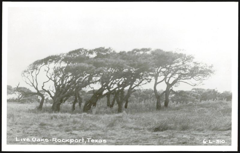 Live Oaks in Rockport Texas