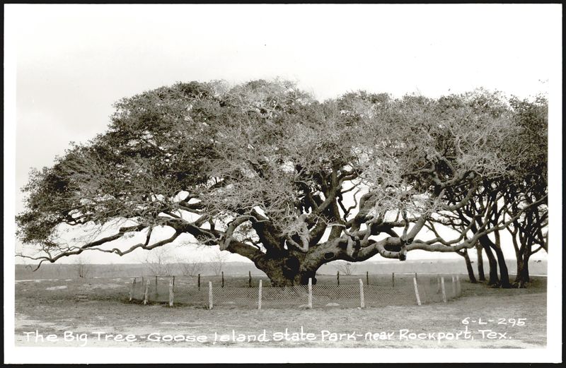 The Big Tree - Goose Island State Park Rockport Texas