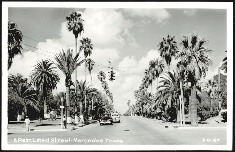 A Palm Lined Street - Mercedes, Texas