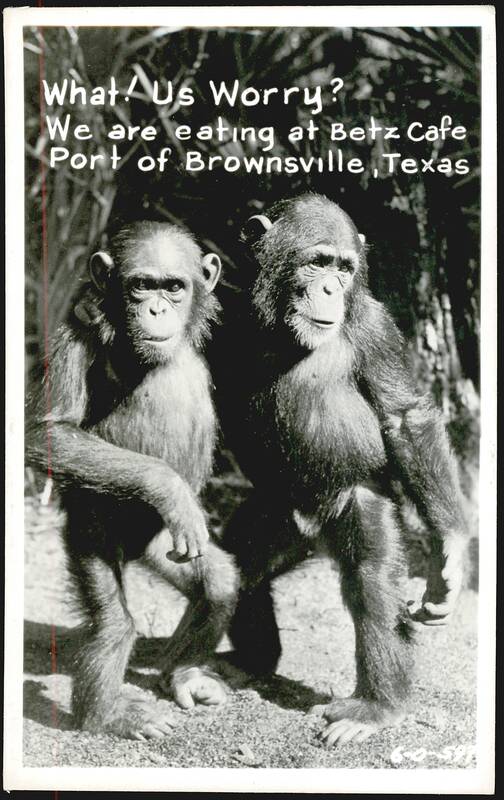 What! Us Worry? Chimpanzees at Betz Cafe, Port of Brownsville, Texas