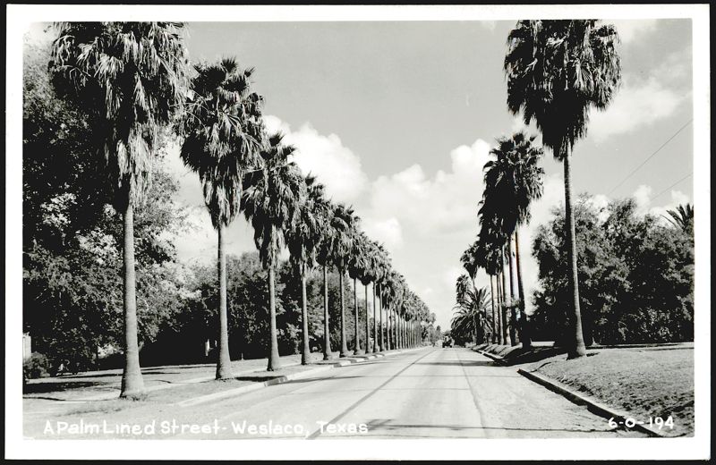 Palm Lined Street Weslaco Texas