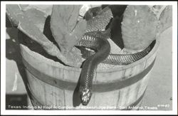 Texas Indigo Snake at Reptile Garden, Breckenridge Park Postcard