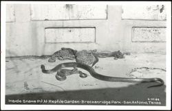 Inside Snake Pit At Reptile Garden-Breckenridge Park Postcard