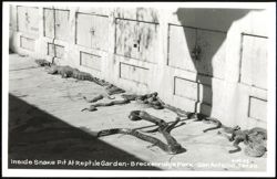 Inside Snake Pit At Reptile Garden - Breckenridge Park Postcard