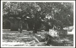 Large Tree and Stone Well in San Antonio, Texas Postcard