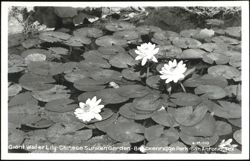 Giant Water Lily - Chinese Sunken Garden - Breckenridge Park Postcard